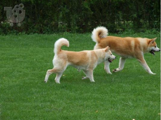 AKITA INU