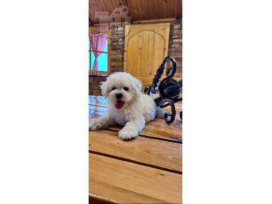 Curly Bichon κουτάβια όμορφα κουτάβια