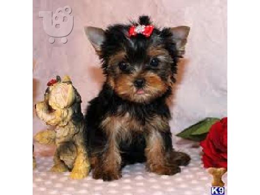 PoulaTo: Οι Cutest Micro κουτάβια Yorkie Διαθέσιμο για καλή σπίτια