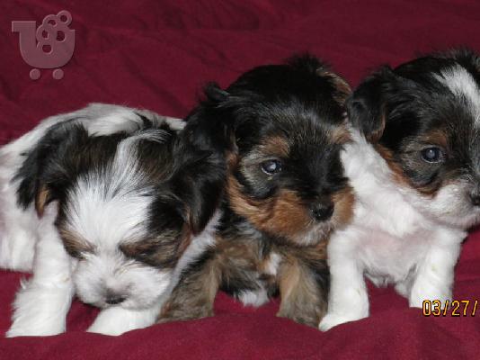 PoulaTo: Καθαροαιμο κουταβακι yorkshire terrier