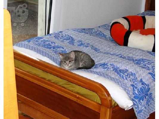 Χαρίζεται γατάκι. Αναλαμβανουμε τη μεταφορά του και εκτός θεσσαλονἰκης...