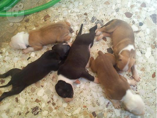 ΠΩΛΟΥΝΤΑΙ ΚΟΥΤΑΒΙΑ PIT BULL RED NOSE
