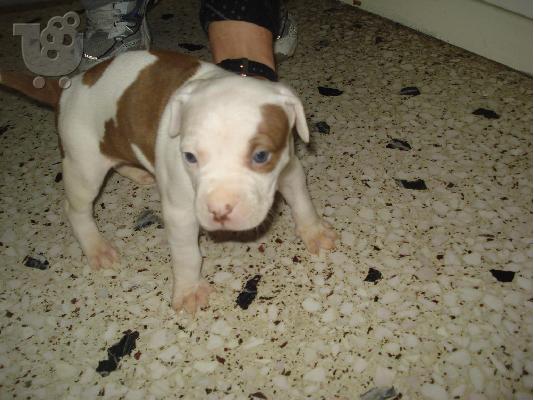 pitbull