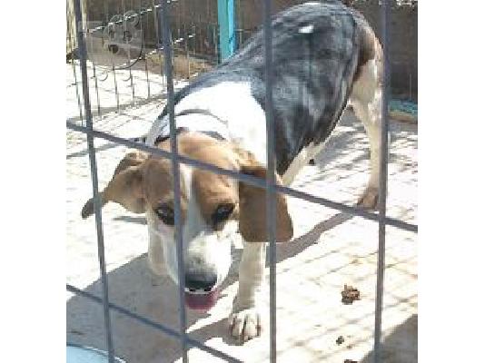 ΠΩΛΕΙΤΕ BEAGLE ΚΑΘΑΡΟΑΙΜΗ ΜΑΘΗΜΕΝΗ ΣΤΟ ΛΑΓΟ
