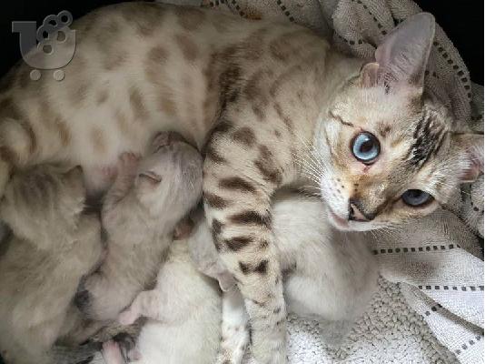 PoulaTo: Gátes, Gatákia pros pólisi kai yiothesía