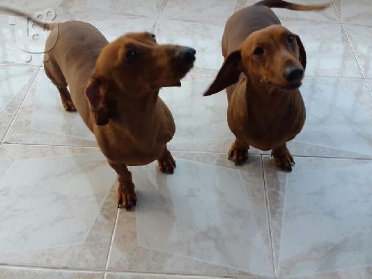 PoulaTo: Χαριζεται Dachshund