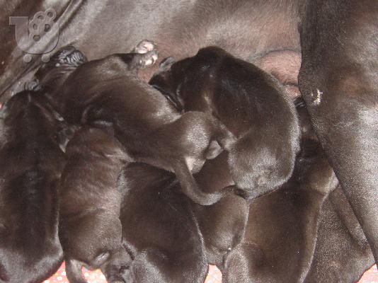 GREAT DANE KOYTABIA