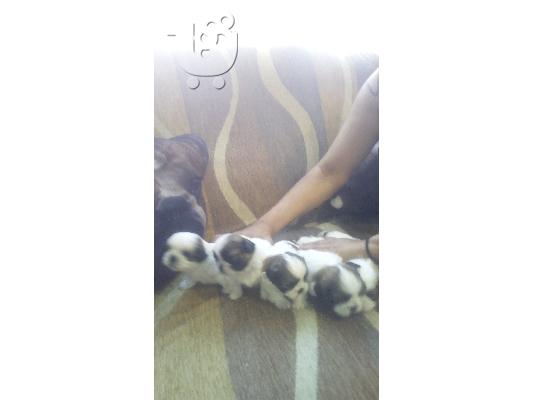 Πωλούνται σκυλάκια shih tzu