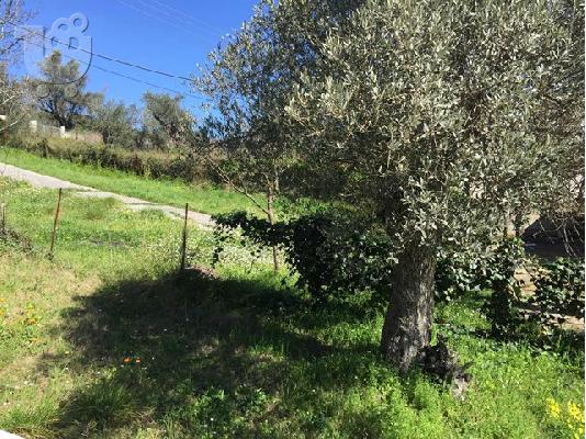 PoulaTo: Οικόπεδο στην Κύμη Ευβοίας