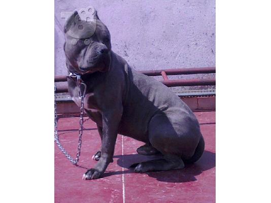 pitbull blue nose bully xl