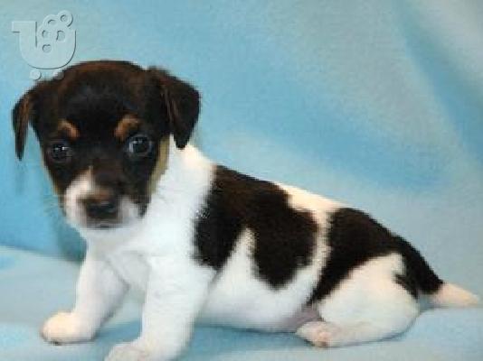 PoulaTo: Χαριτωμένα κουτάβια Jack Russell