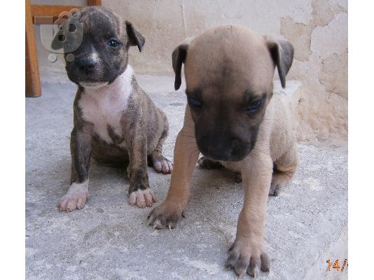pit bull