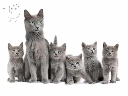 PoulaTo: Russian blue kitten - Ρωσικό μπλε γατάκι
