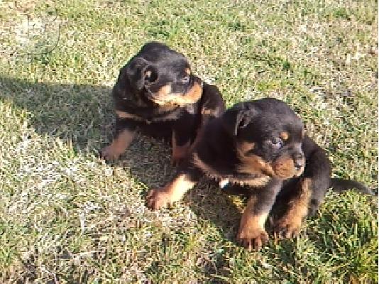 PoulaTo: rottweiler