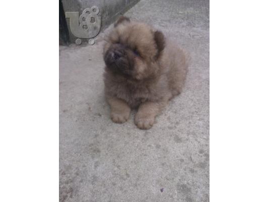 chow-chow
