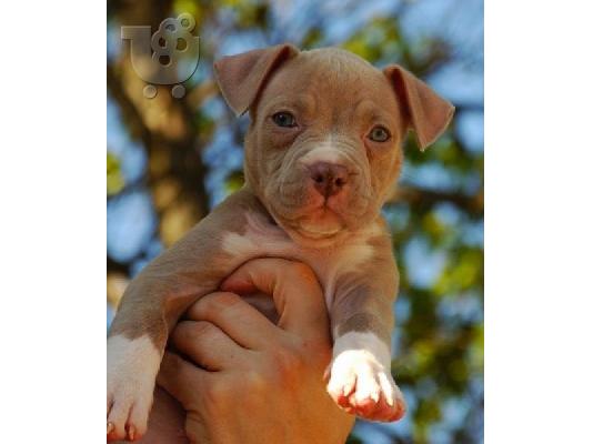 Κουτάβια Pit Bull