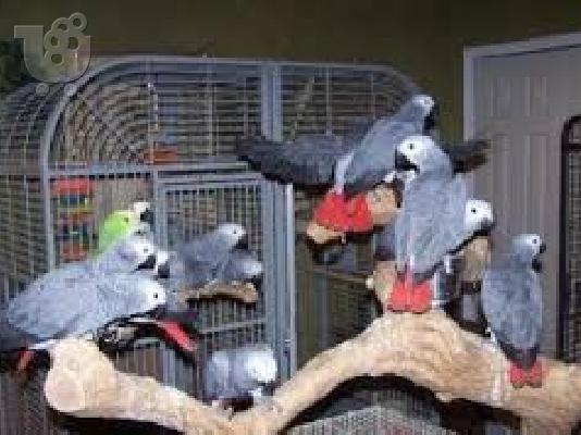 PoulaTo: Κονγκό Αφρικής γκρι παπαγάλος για € 510