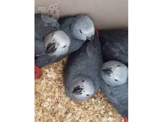 PoulaTo: scarlet παπαγάλος macaw για 190 € για τα Χριστούγεννα