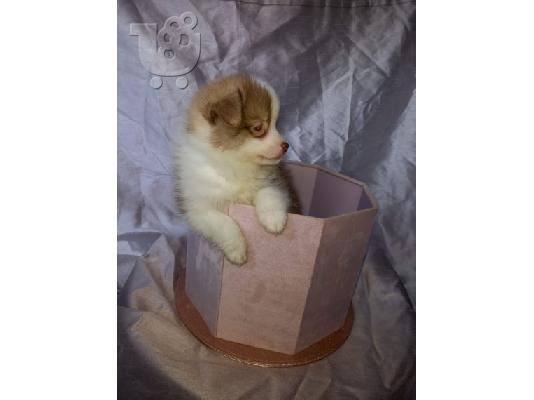 PoulaTo: Διατίθενται όμορφα κουτάβια Pomsky.
