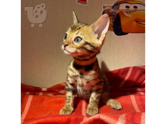 ΔΙΑΘΕΣΙΜΟ ΥΠΟΣΤΗΡΙΖΟΜΕΝΟ ΒΙΒΛΙΟ BENGAL