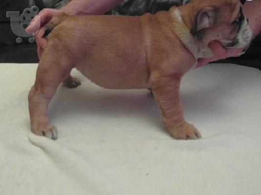 Μια εξαιρετική κουτάβι British Bulldog,
