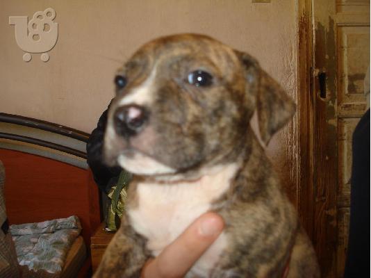 PITBULL