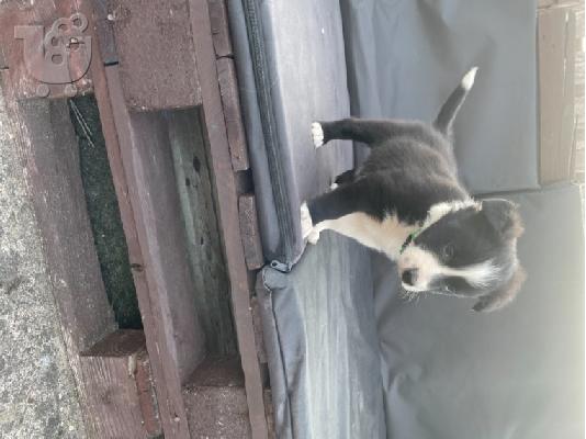 Border Collie Puppies για υιοθεσία