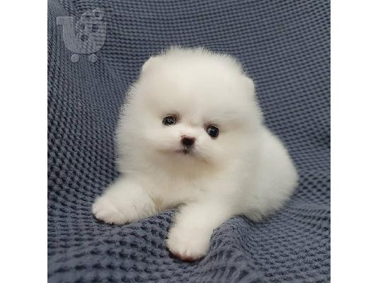 PoulaTo: Όμορφα κουτάβια Pomeranian