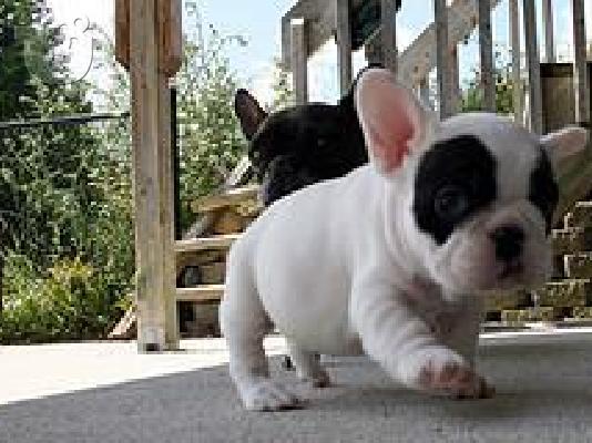 PoulaTo: FRENCH BULLDOG