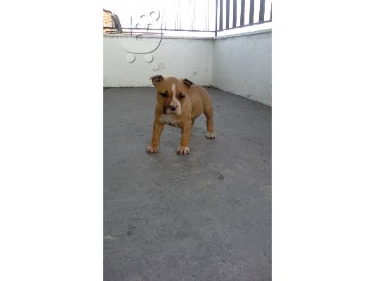 Διαθεσιμo κουταβι Pitbull Amstaff Θυληκo