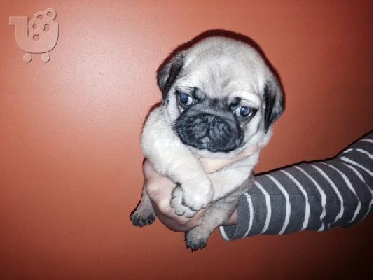 PoulaTo: MOPS