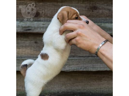 PoulaTo: Διαθέσιμα υπέροχα κουτάβια Jack Russell