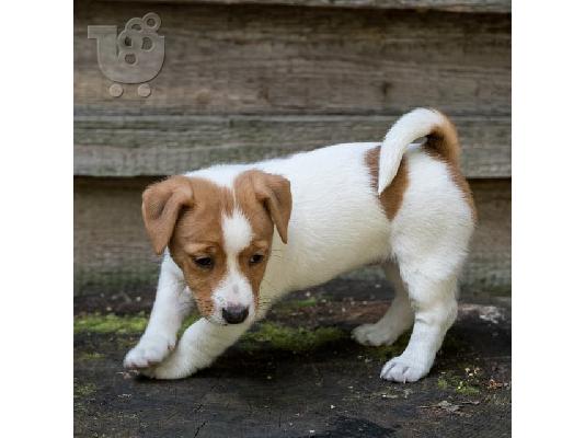 PoulaTo: Λατρευτά κουτάβια Jack Russell διαθέσιμα