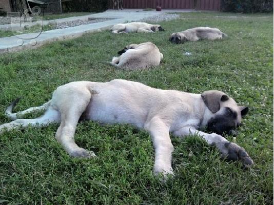 PoulaTo: KANGAL
