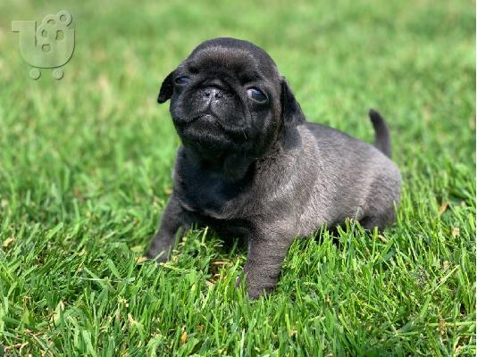 PoulaTo: Αρσενικά και θηλυκά Kc Pug κουτάβια 15wks Old