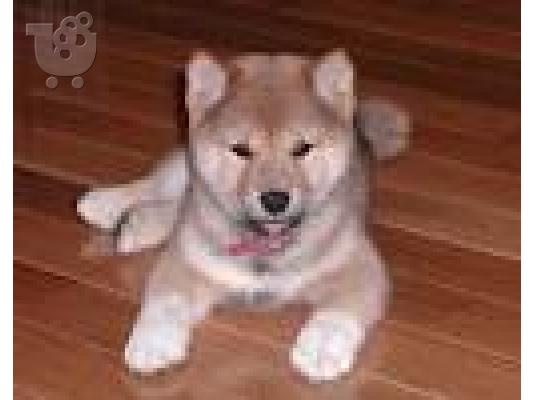 PoulaTo: κουτάβι akita inu