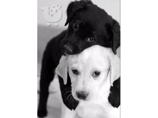 PoulaTo: Κουτάβια Λαμπραντόρ/ Labrador puppies