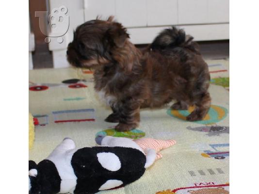 PoulaTo: TEACUP YORKIE PUPPIES FOR ADOPTION