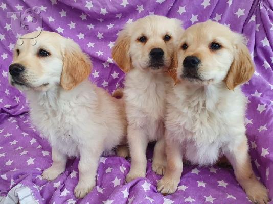 PoulaTo: Πωλείται κουτάβι Golden Retriever
