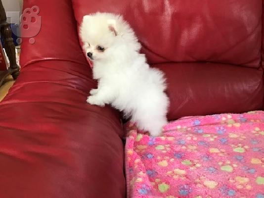 PoulaTo: Pomeranian boo
