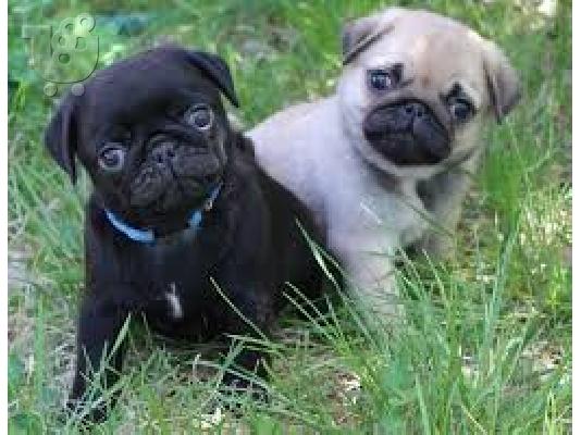 PoulaTo: Υπέροχο αγνό κουτάβι Pug Pug.