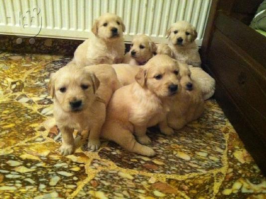 PoulaTo: Golden Retriever καθαρόαιμα κουτάβια πωλούνται!