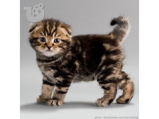 PoulaTo: Scottish Fold
