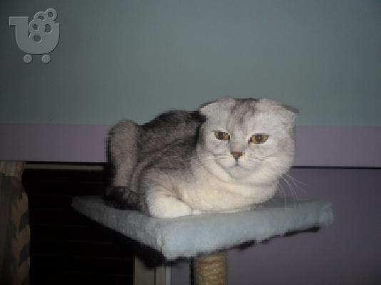 PoulaTo: Αρσενικό Scottish Fold Chinchilla
