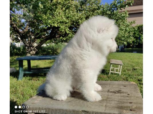 Σιβηρικά κουτάβια samoyed