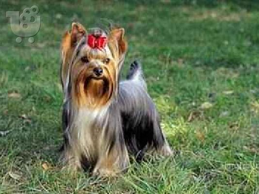 PoulaTo: Yorkshire Terrier, κουταβάκια καθαρόαιμα 2-2.5 μηνών, poket toy..L..  Τεριέ Γιορκσάιρ