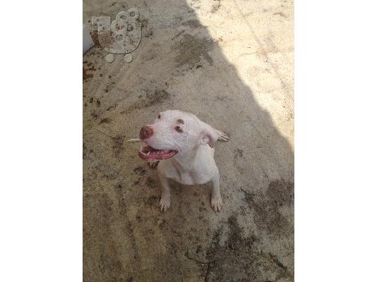 pit bull