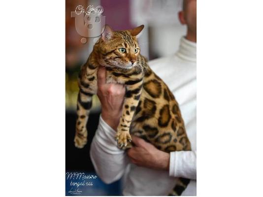PoulaTo: Γατάκια της Βεγγάλης προς πώληση