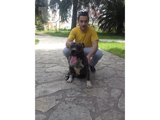 Πωλουνται 2 αρσενικα κουταβακια πιτμπουλ