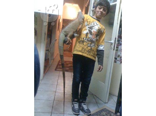 ΠΩΛΕΙΤΑΙ ΙΓΚΟΥΑΝΑ 1,40m THL..6945523483